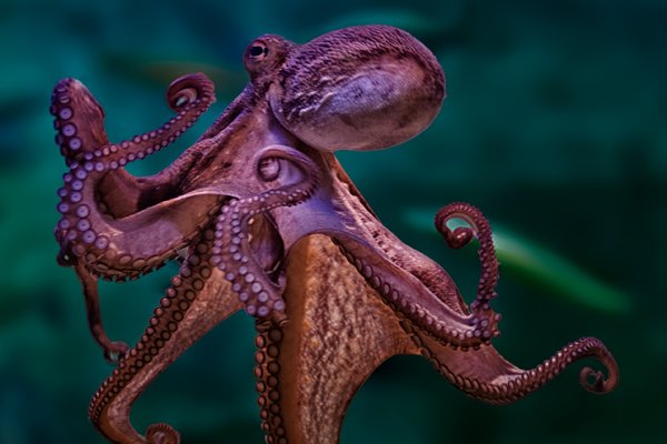 Кракен ссылка kraken